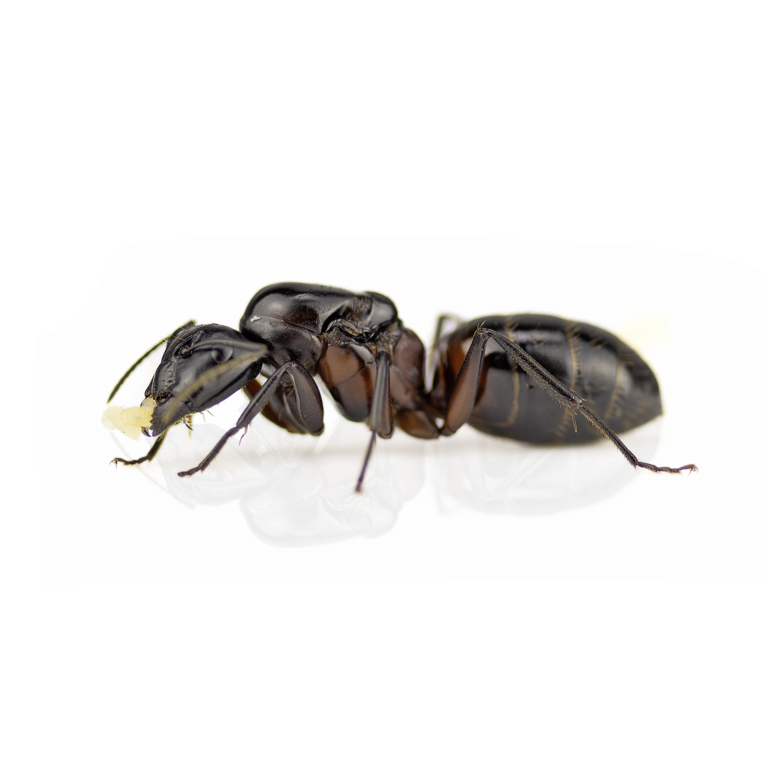 Camponotus herculeanus (Schwarze Rossameise)